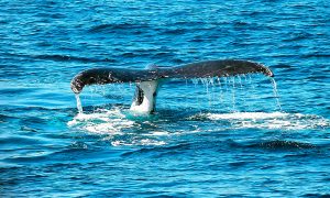 avistamiento ballenas buenaventura