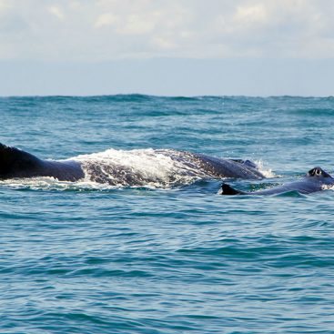 avistamiento ballenas cali valley adventours