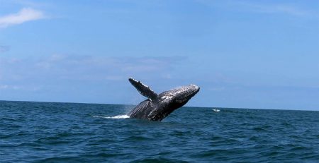 avistamiento ballenas valley adventours