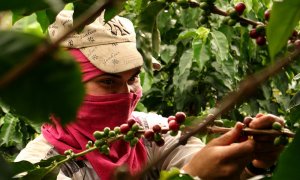 colombia coffee tour
