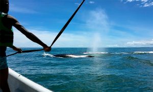 cali whale watching valley adventours